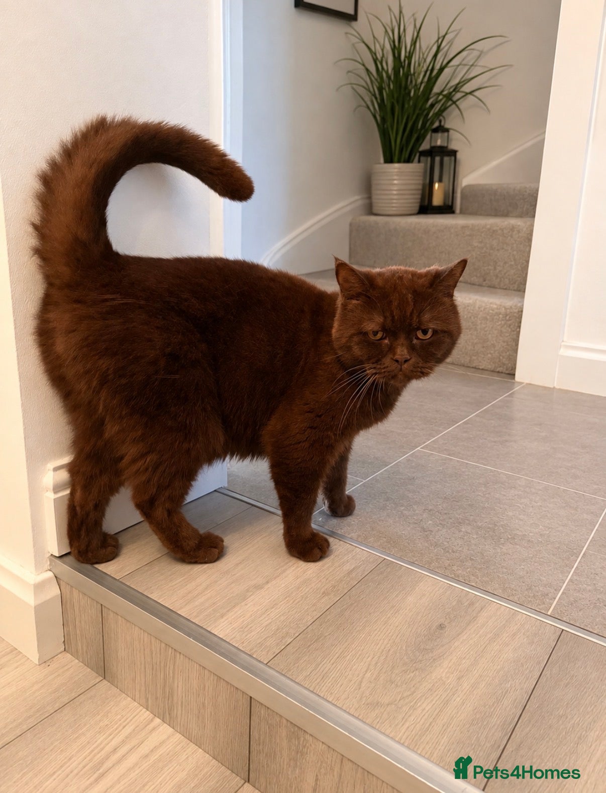 British Shorthair cats British Shorthair cat - Yogi, needs new home - Advert 4