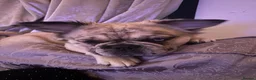 Frug dogs for sale: Mimii and Aria - Advert 2
