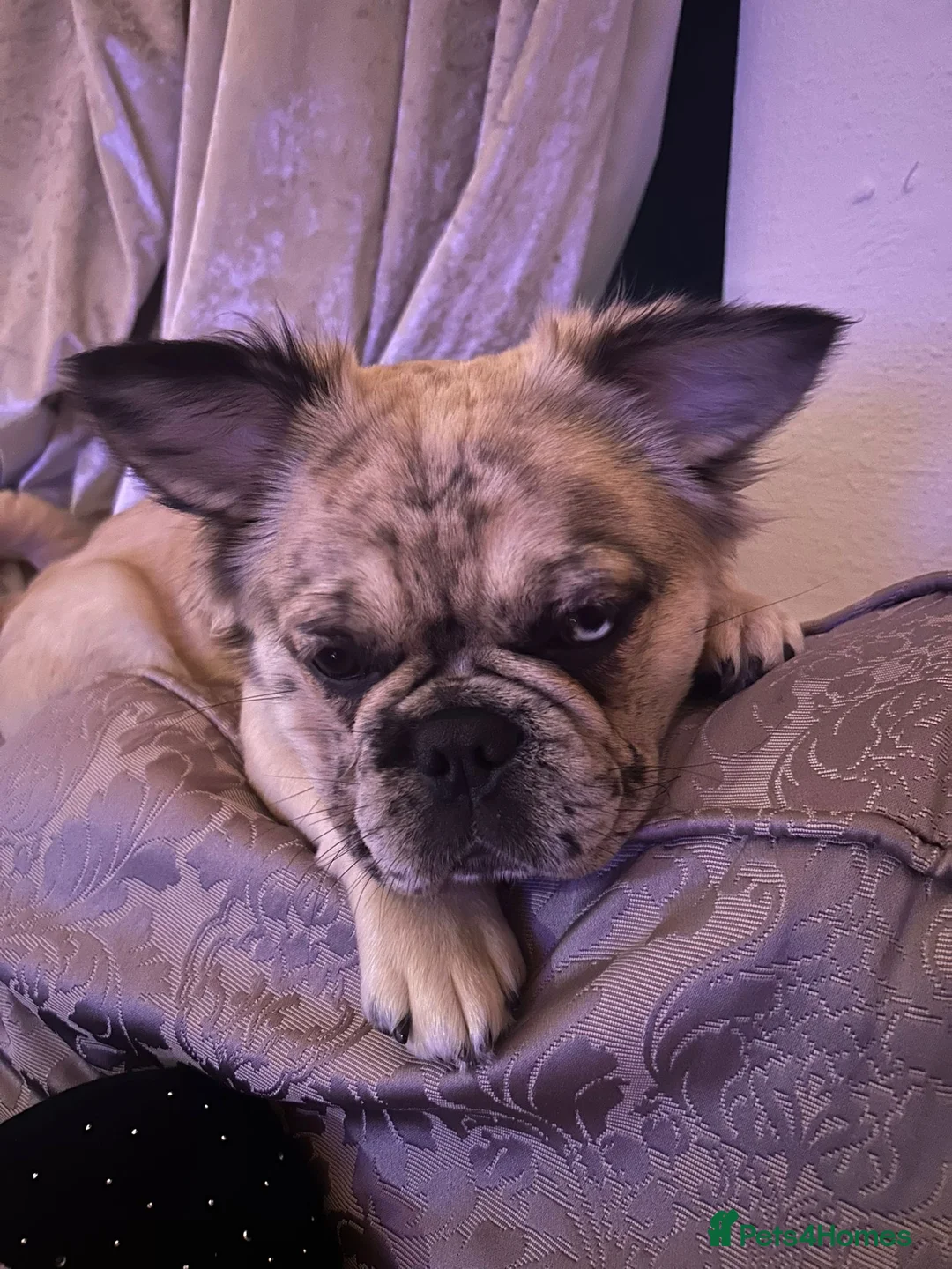 Frug dogs for sale: Mimii and Aria - Advert 2
