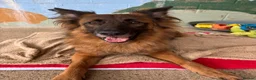 German Shepherd dogs for adoption: Biggie - Advert 3