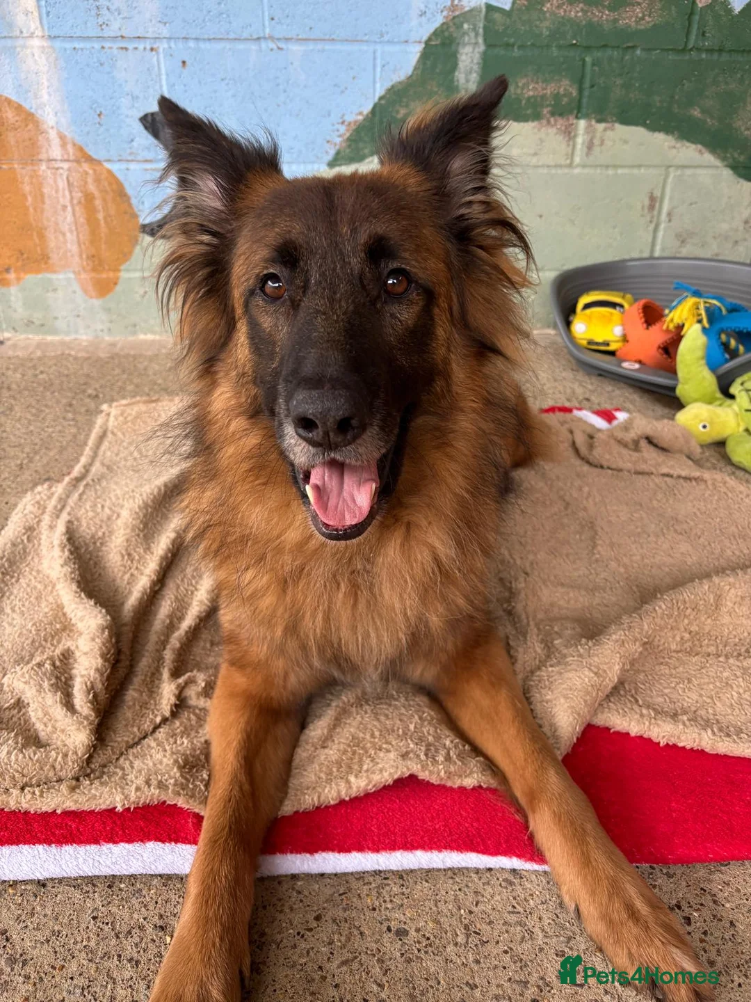 German Shepherd dogs for adoption: Biggie - Advert 3