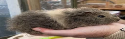 Guinea Pig rodents for sale: Lovely baby guinea pigs  - Advert 20