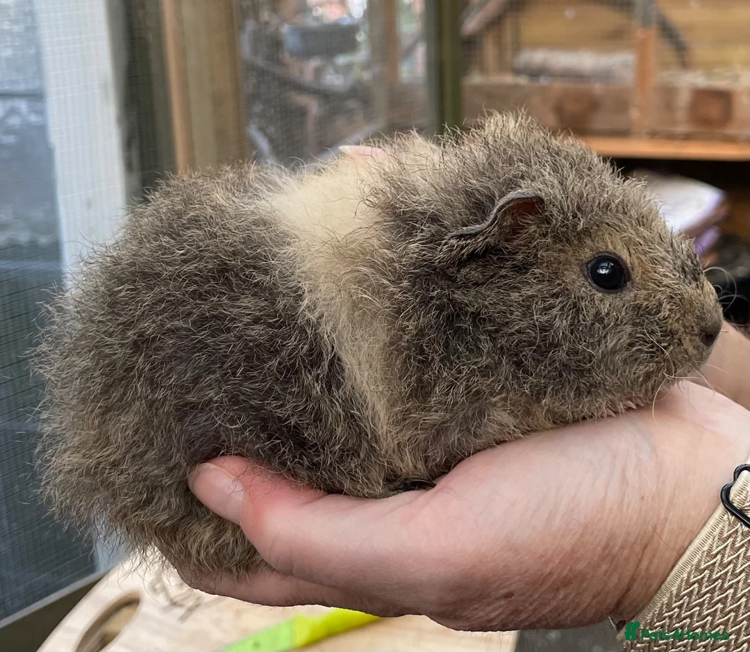 Guinea Pig rodents for sale: Lovely baby guinea pigs  - Advert 20