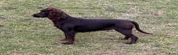 Cocker Spaniel dogs for sale: Chocolate Cocker Spaniel pups - Advert 3