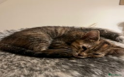 Mixed Breed cats for sale: Beautiful kittens ready for loving new homes.  - Image 21