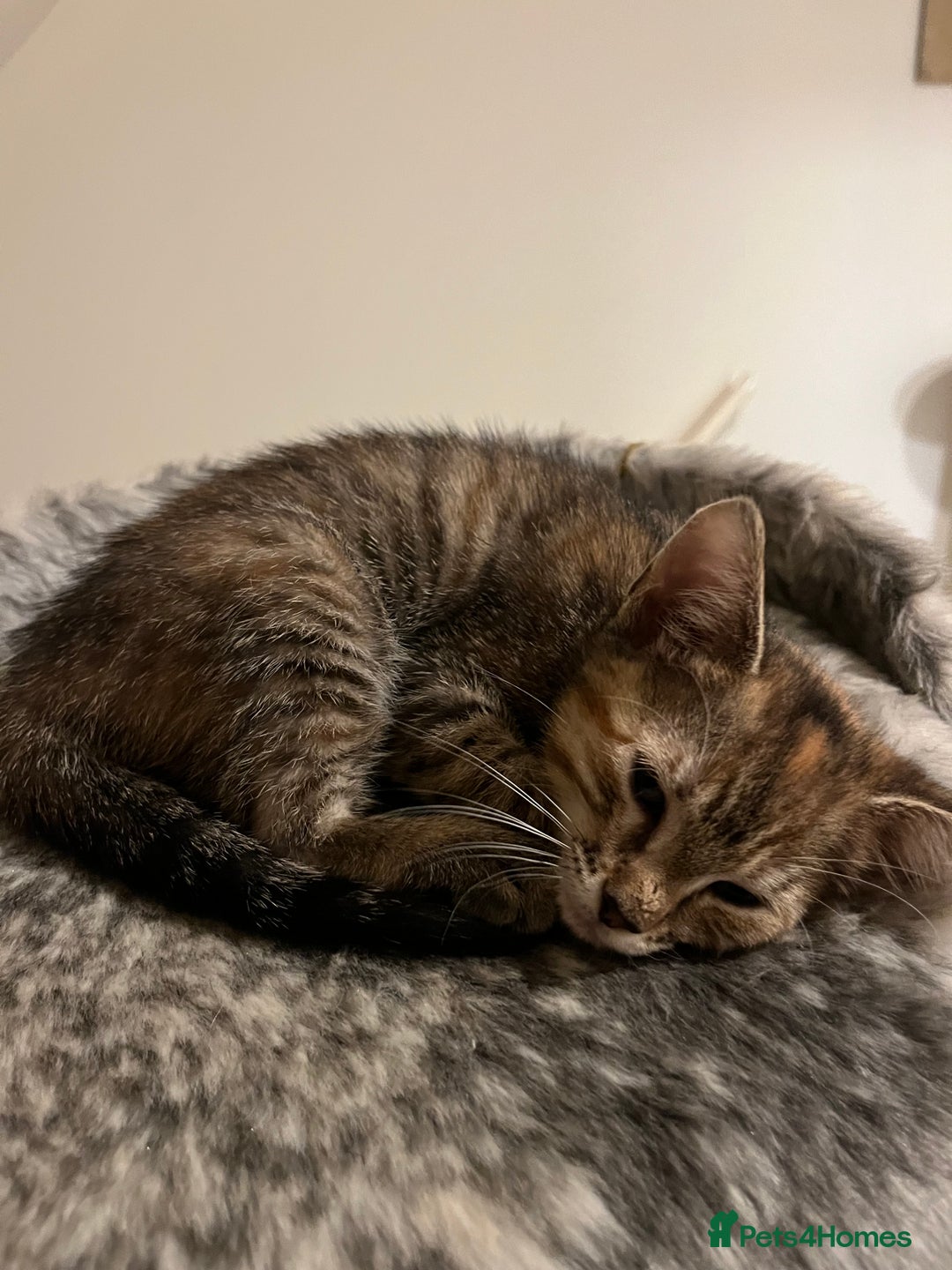 Mixed Breed cats for sale: Beautiful kittens ready for loving new homes.  - Image 21