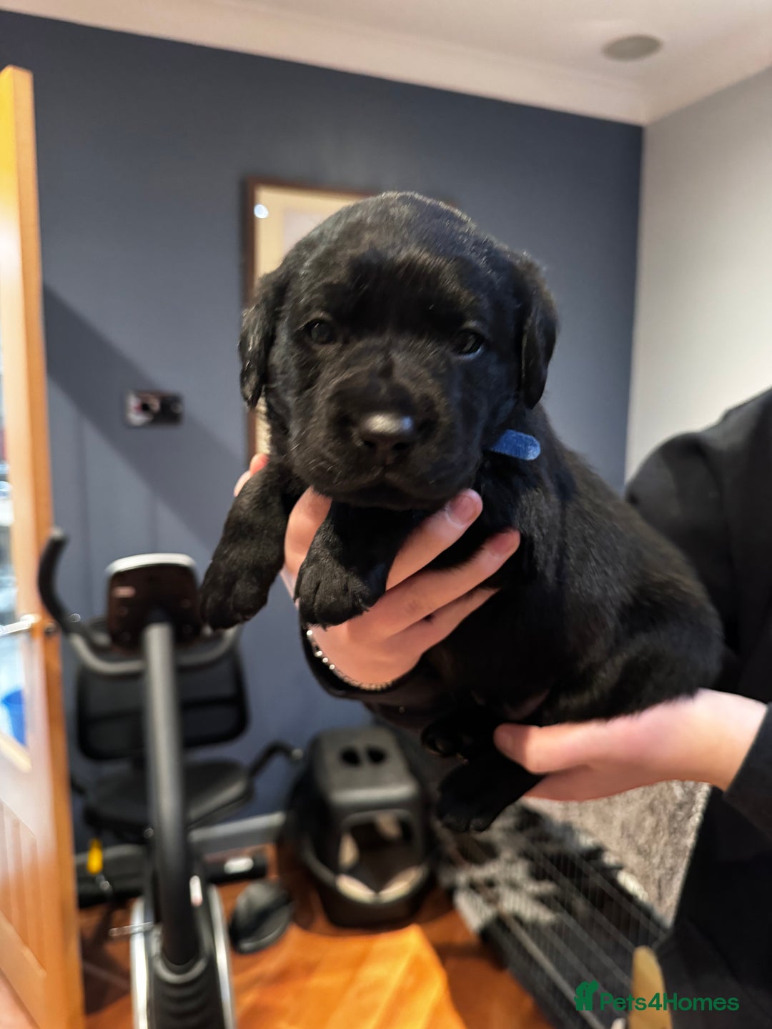 Labrador Retriever dogs for sale: Chunky Labrador puppies  - Advert 7