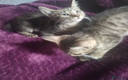 Mixed Breed cats for sale: 15 week old kittens looking for forever home  - Image 4