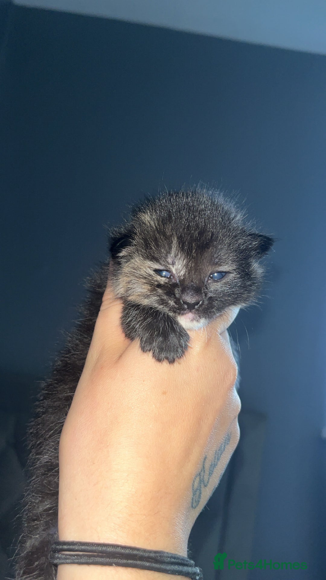 Maine Coon cats for sale: Beautiful kittens for sale  - Image 4