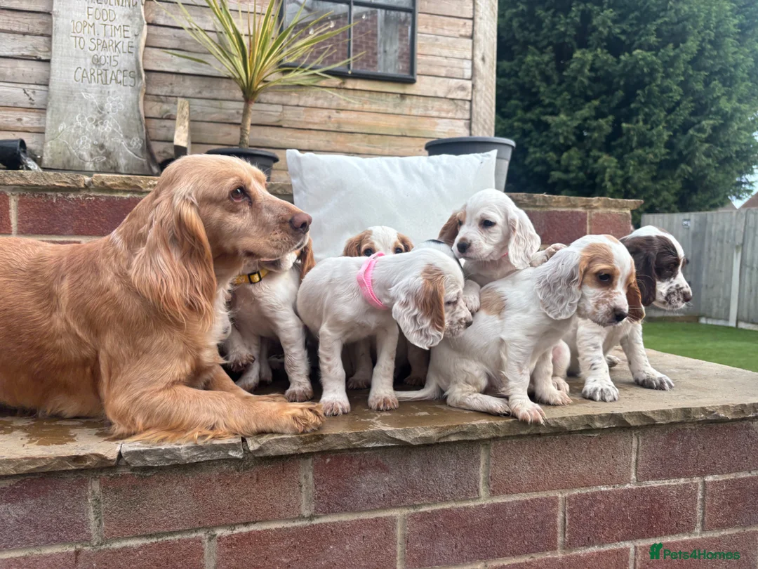 Cocker Spaniel dogs for sale: Last 2 boys  - Advert 2