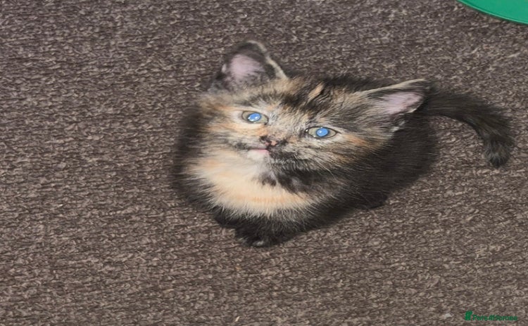 Persian cats - Advert 12