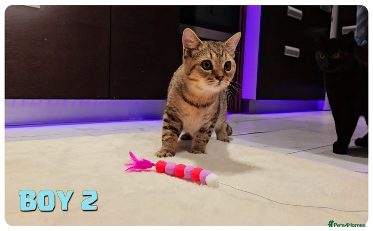 British Shorthair cats - Advert 13