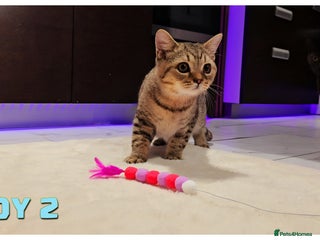 British Shorthair cats British Blue Kittens (Delivery available) - Advert 6