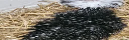 Chickens poultry for sale: Mixed breed polkies - x2 - Advert 4