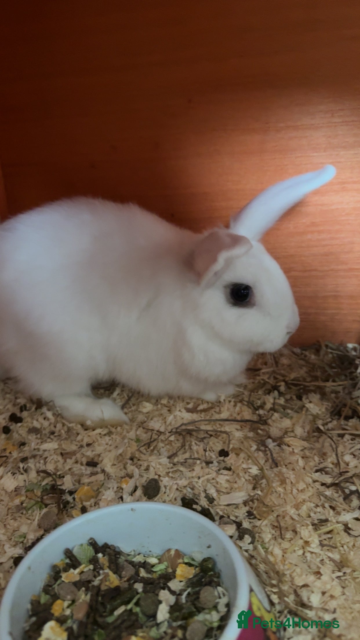 Mini Lion Lop rabbits Lion head lops - Advert 1