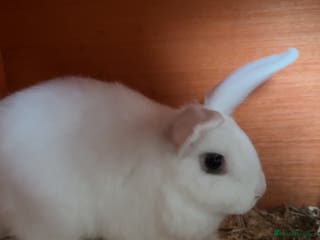 Mini Lion Lop rabbits Lion head lops - Advert 1