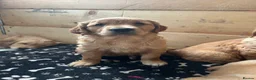 Golden Retriever dogs for sale: Ivys Golden retriever pups 🫶 - Advert 2