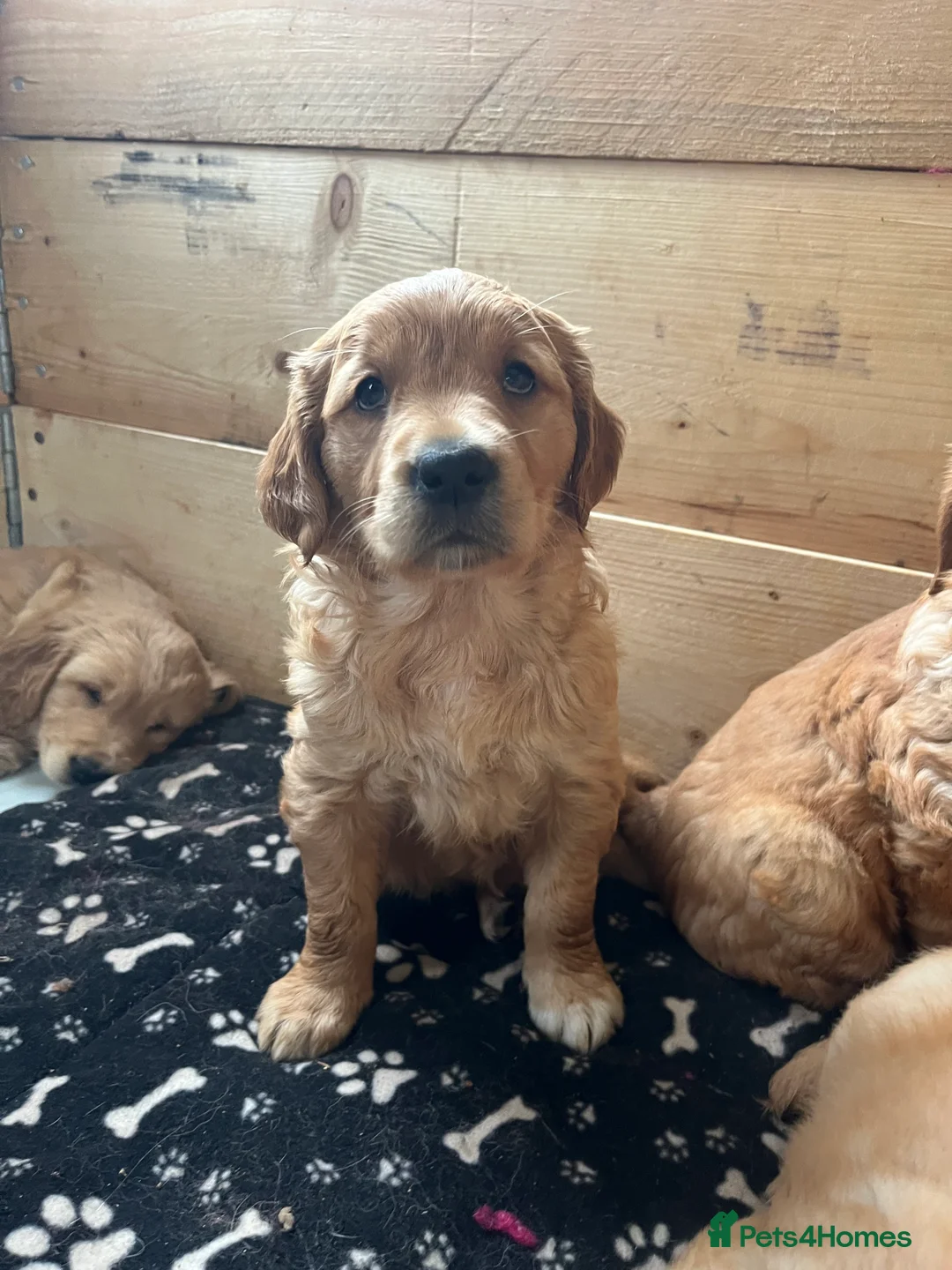 Golden Retriever dogs for sale: Ivys Golden retriever pups 🫶 - Advert 2