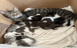 Aphrodite Giant cats for sale: Kittens Looking For Homes♥️ - Image 2