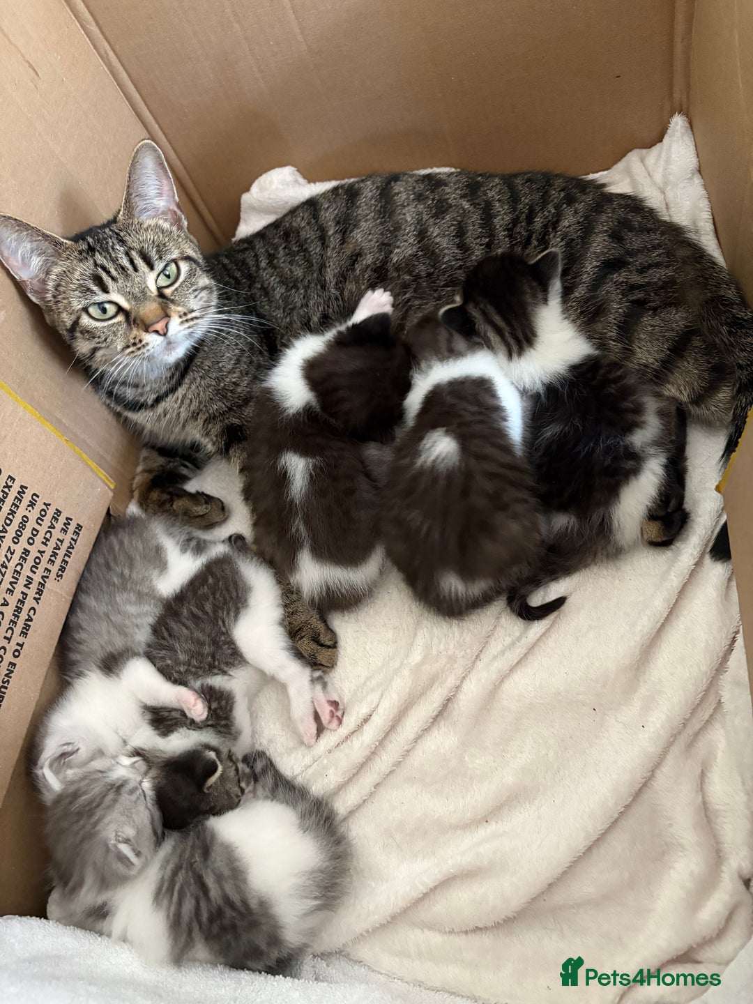 Aphrodite Giant cats for sale: Kittens Looking For Homes♥️ - Image 2
