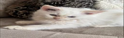 Ragdoll cats for sale: Ragdoll kittens GCCF champion breed show quality  - Advert 4