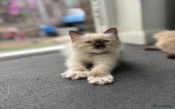 Ragdoll cats for sale: Ragdoll kittens - Image 10