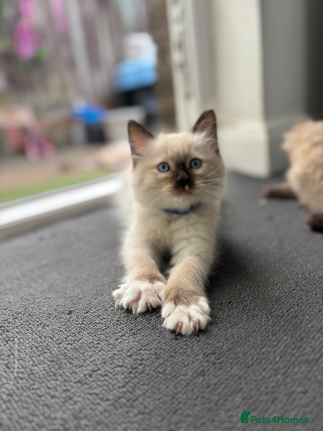 Ragdoll cats for sale: Ragdoll kittens - Image 10