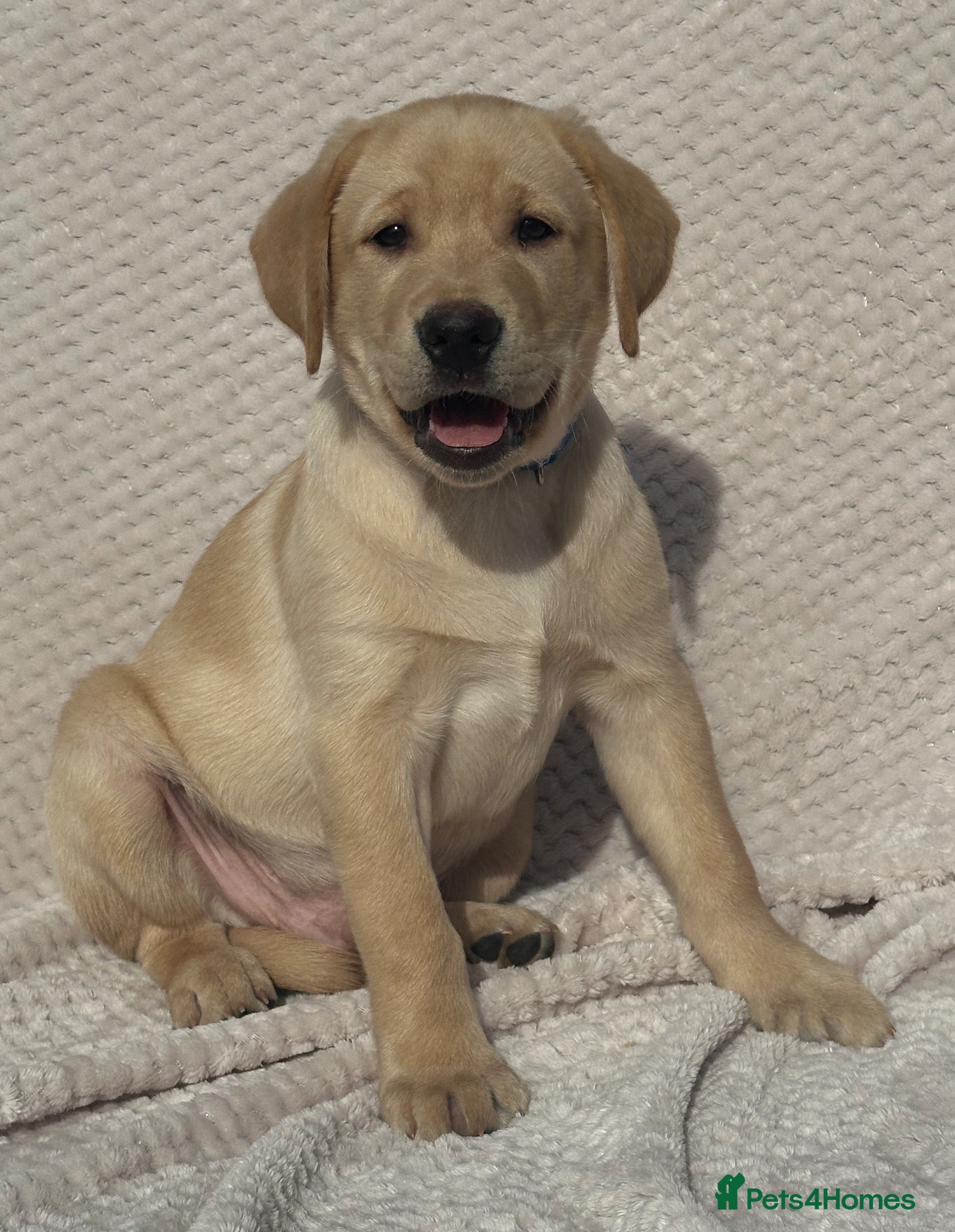 Labrador Retriever dogs Beautiful litter of KC reg Labrador puppies  - Advert 2