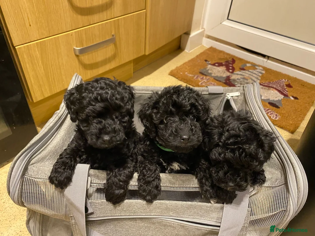 Toy Poodle dogs for stud: *STUD* Gorgeous KC Registered Toy Poodle in Manchester - Advert 37