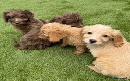 Cockapoo dogs for sale: Adorable f1 Cockapoo puppies 🐶  READY TO GO! in Stourport-on-Severn - Image 2