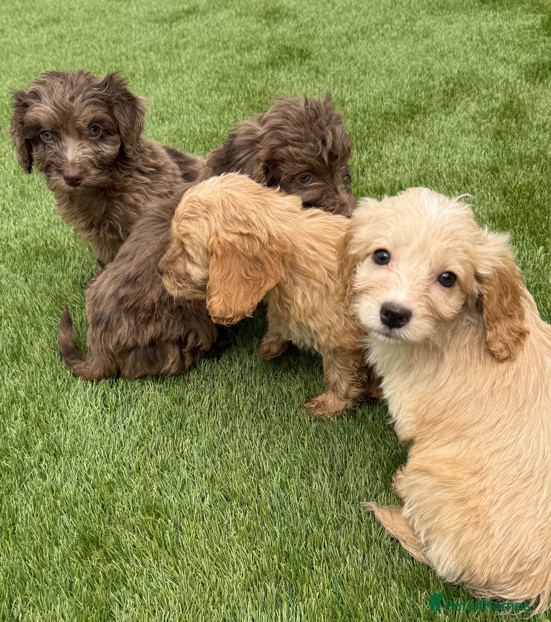 Cockapoo dogs for sale: Adorable f1 Cockapoo puppies 🐶  READY TO GO! in Stourport-on-Severn - Image 2