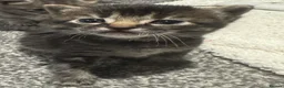 Mixed Breed cats for sale: Lovely mixed breed kittens  - Advert 5