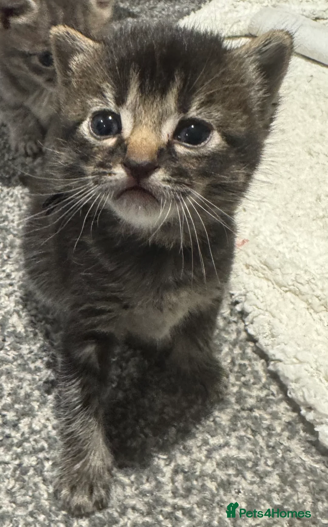 Mixed Breed cats for sale: Lovely mixed breed kittens  - Advert 5