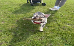 French Bulldog dogs for stud: 🩵Gorgeous Pedigree Stud Archie🩵 - Image 2