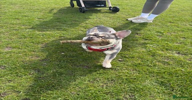French Bulldog dogs - Advert 2