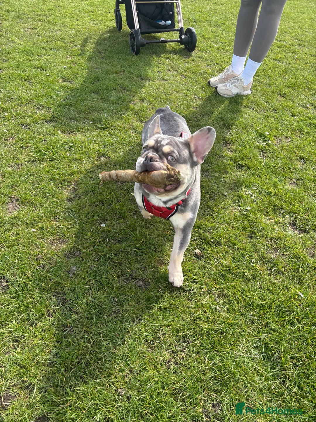 French Bulldog dogs for stud: 🩵Gorgeous Pedigree Stud Archie🩵 - Advert 2