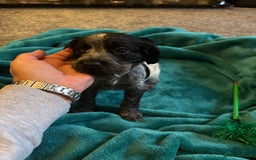 Cocker Spaniel dogs for sale: Georgous blue roan cocker spaniels - Image 8