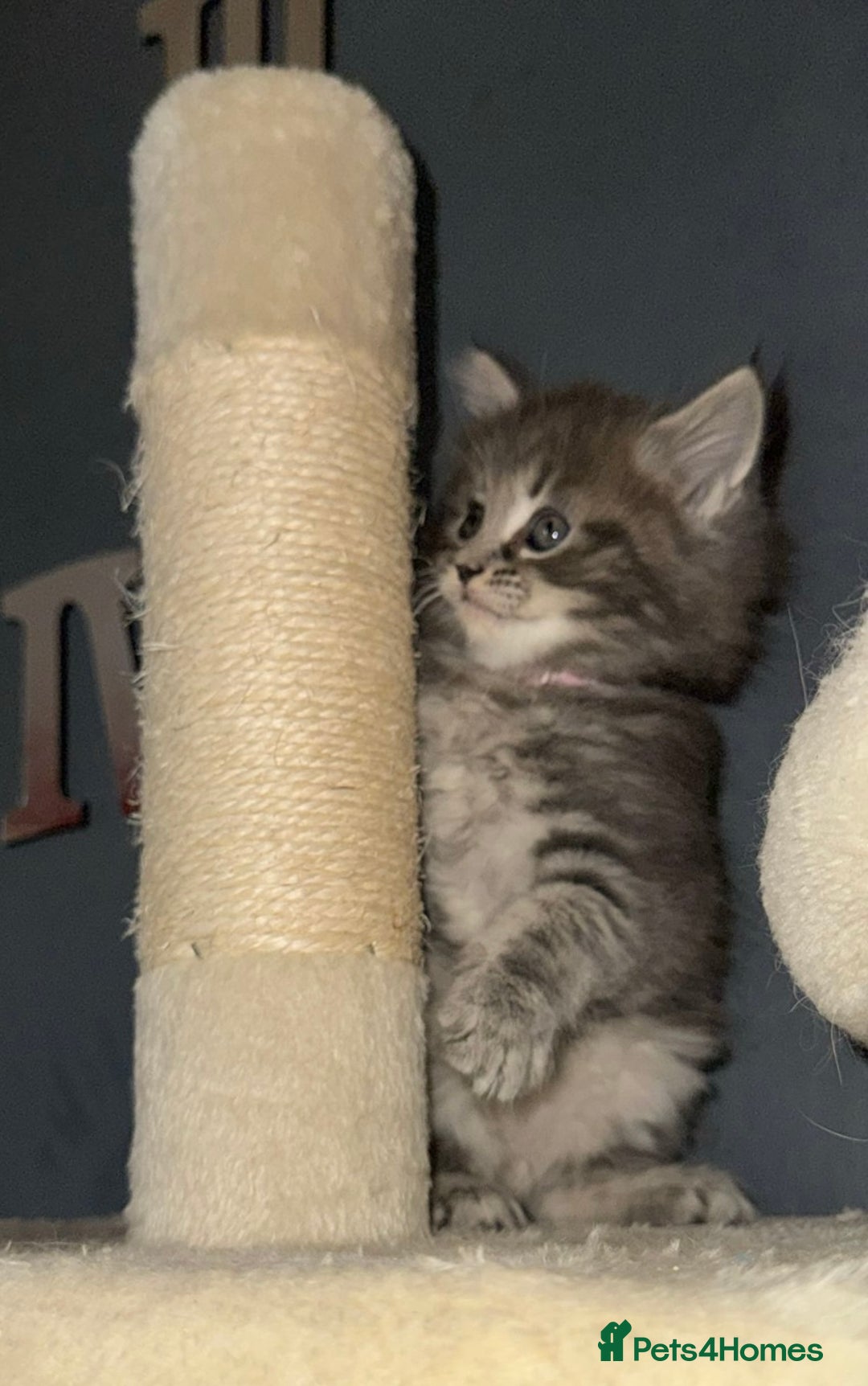 Mixed Breed cats for sale: Stunning Ragdoll x Maine Coon Kittens - Advert 24