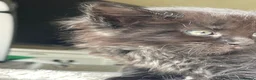 Maine Coon cats for sale: Maine Coon boy  - Advert 18