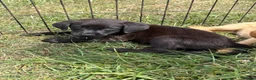 Labrador Retriever dogs for sale: Labrador puppies  - Advert 10