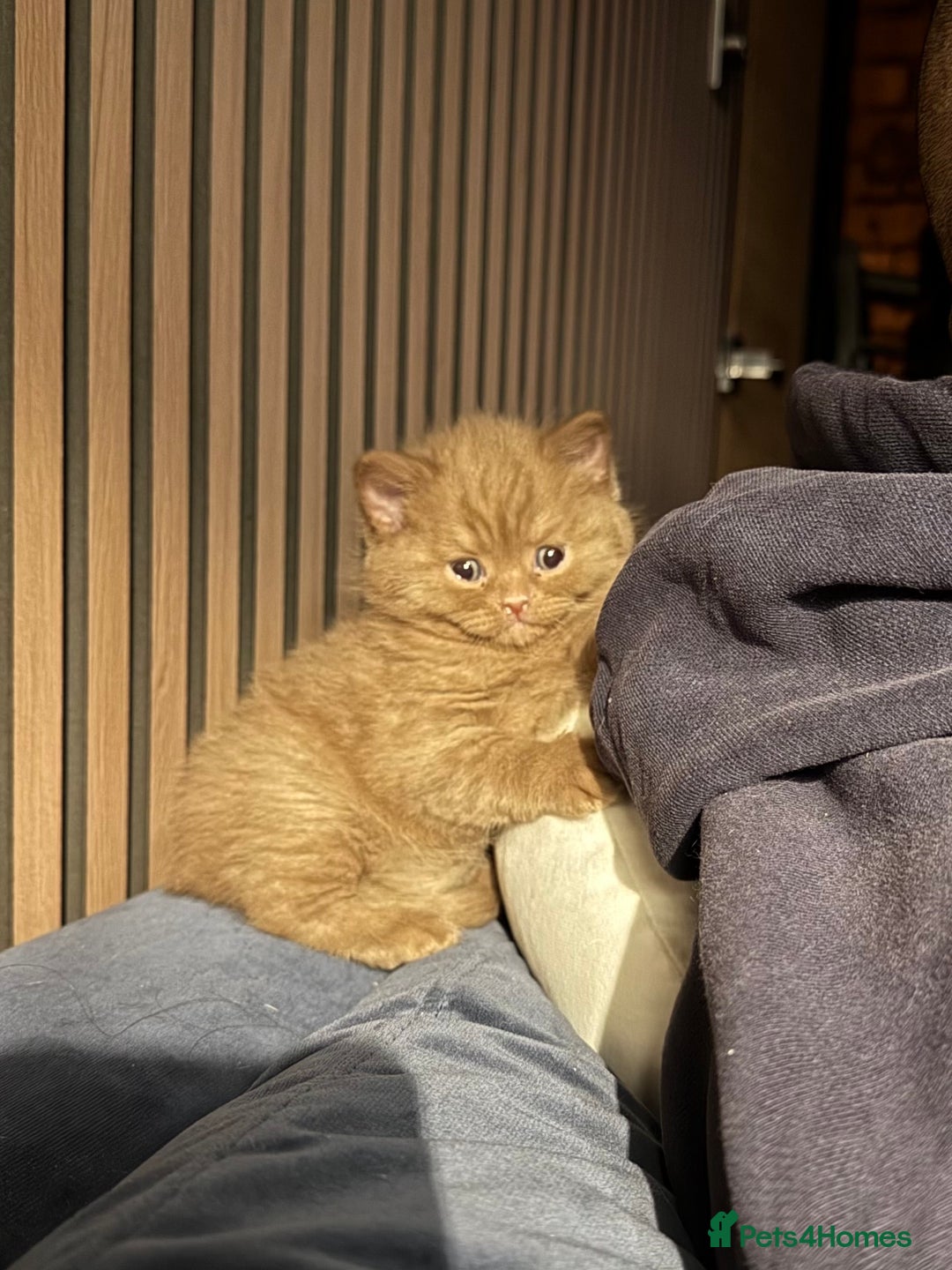 British Shorthair cats for sale: Cinnamon British shorthair kittens - Advert 2