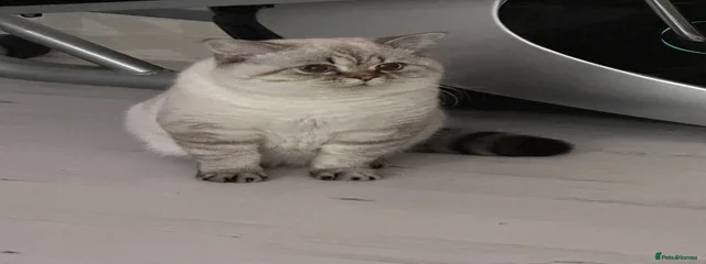 Potato