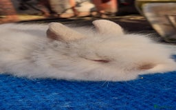 Mini Lop rabbits for sale: PUREBRED DOUBLE/ TEDDY LION HEAD BABIES  - Image 10