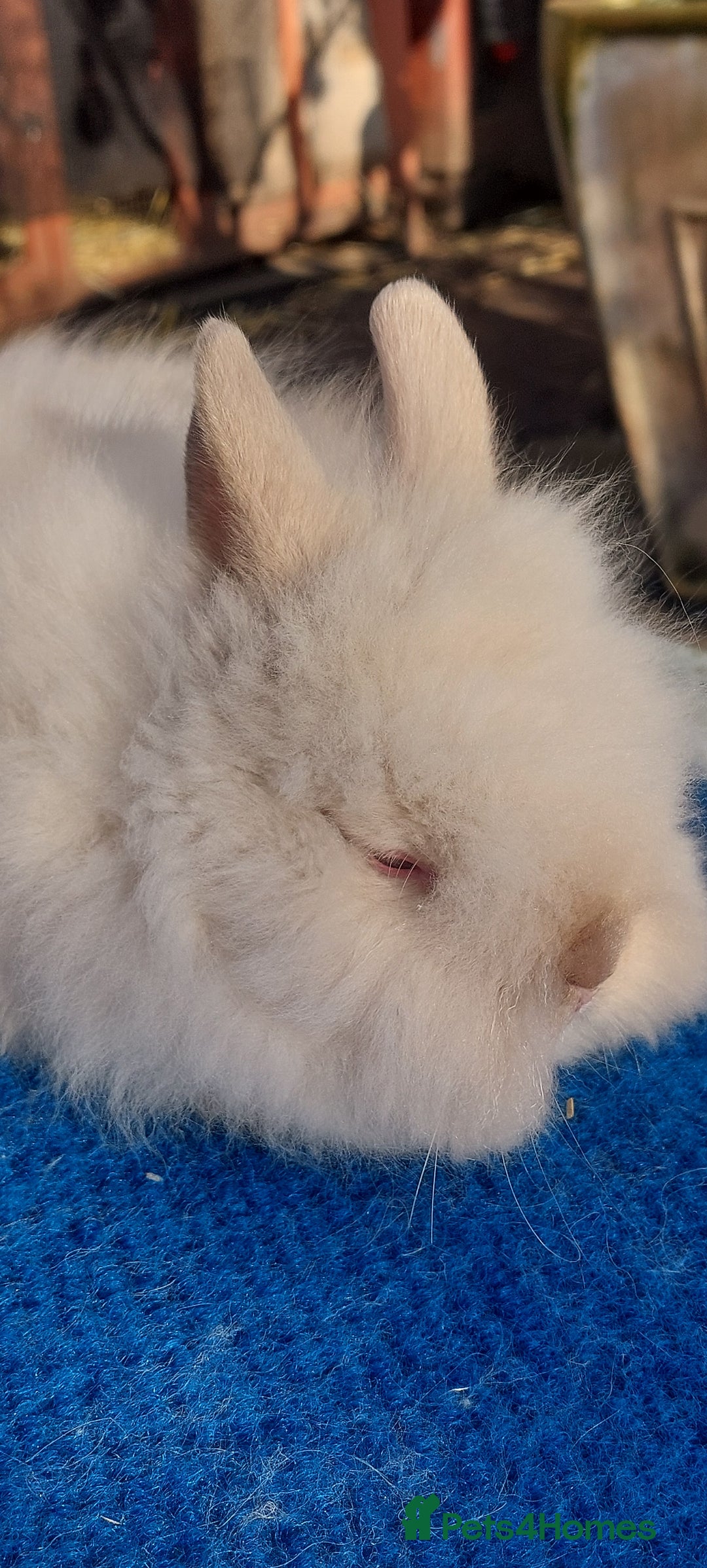 Mini Lop rabbits for sale: PUREBRED DOUBLE/ TEDDY LION HEAD BABIES  - Image 10