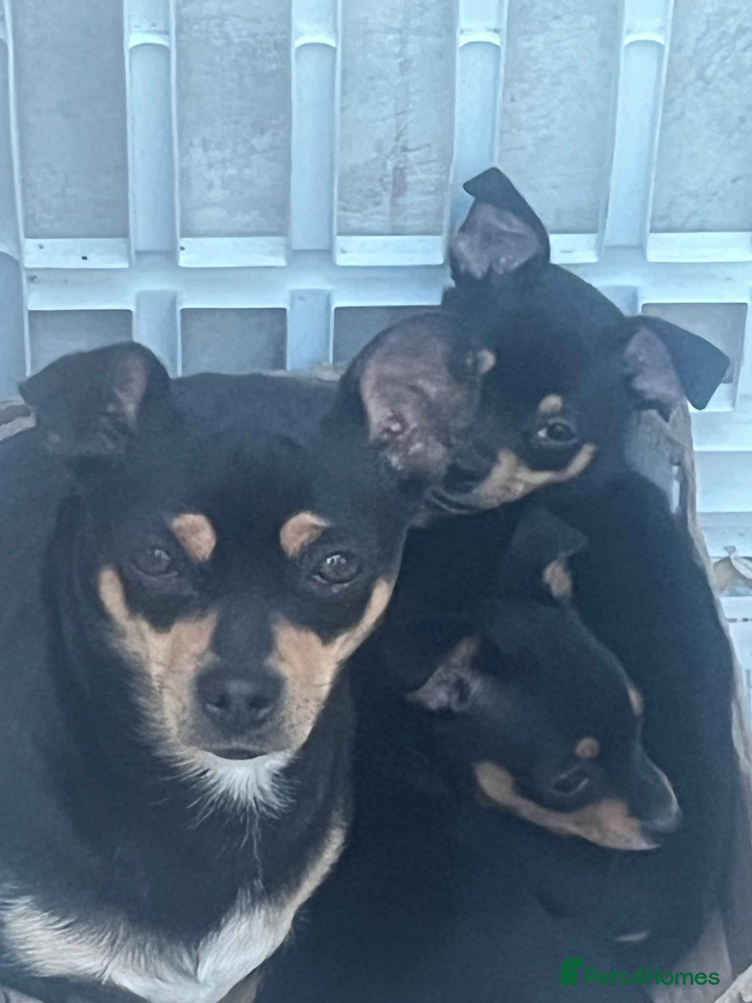 Chihuahua dogs 2 beautiful black boy chihuahuas  - Advert 14