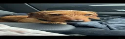 Dachshund dogs for sale: Teckel puppies for sale - Advert 3
