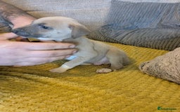 Lurcher dogs for sale: Lurcher pups whippet cross  - Image 2
