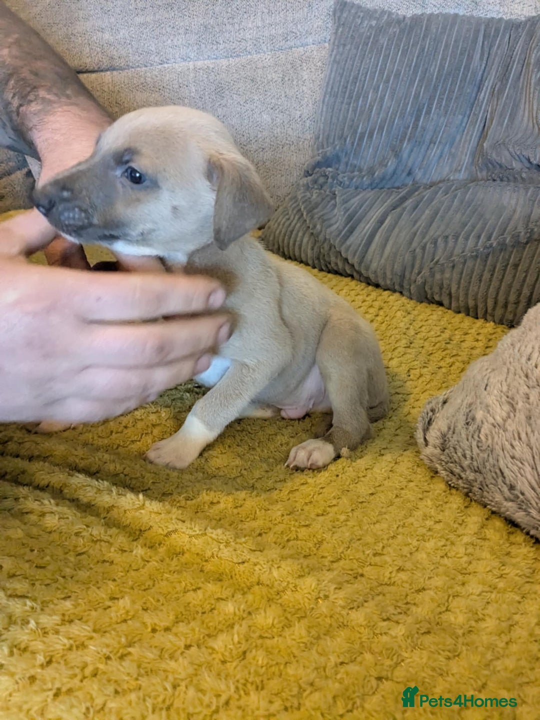 Lurcher dogs for sale: Lurcher pups whippet cross  - Image 2