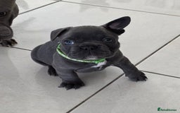 French Bulldog dogs for sale: Purebred Blue French Bulldog Puppies For Sale - Image 3
