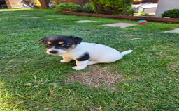 Jack Russell dogs for sale: Tricolour short legs Jack Russell  - Image 10